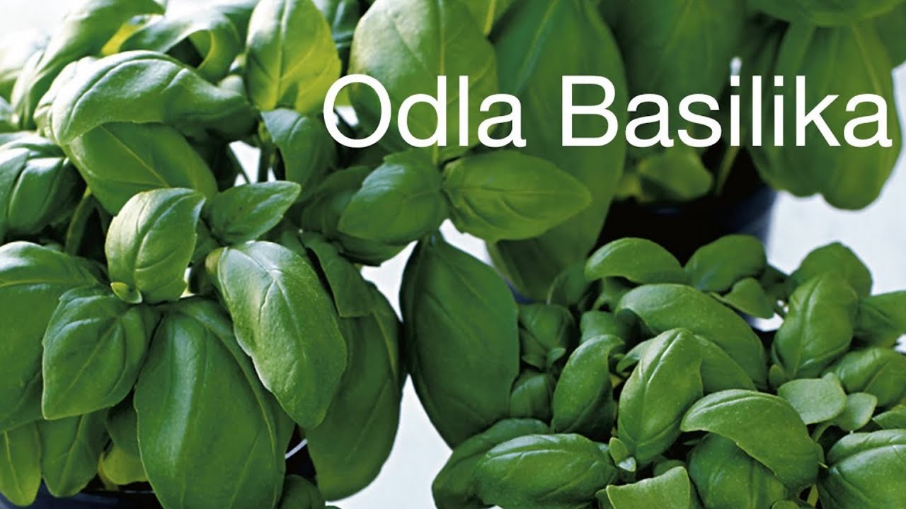Ta sticklingar från basilika / Basil, How To Grow More Than You Can Eat