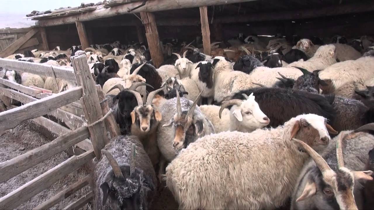 Mongolia, the origin of Cashmere.