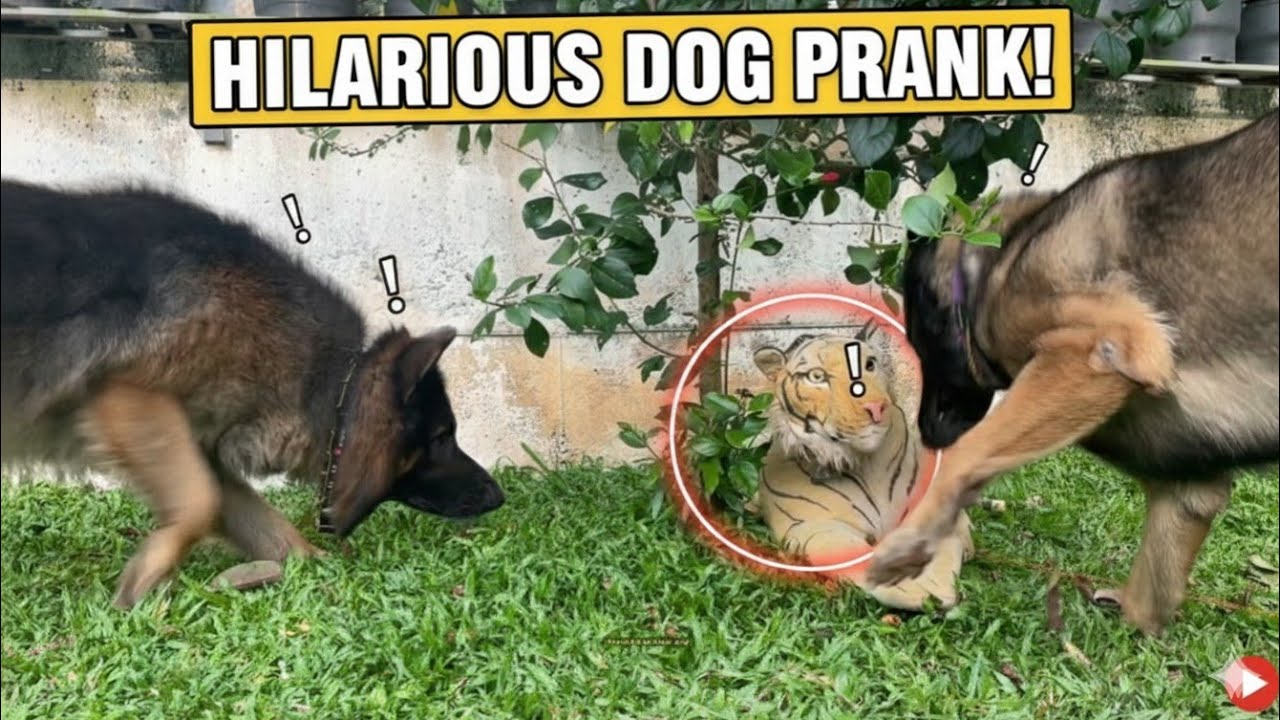 ലിയോയും ലെയ്കയും കടുവയെ കണ്ടപ്പോൾ 😳🐯| ആര് ആദ്യം ഓടും 😂|LeoLaika |CHOTTUZ 