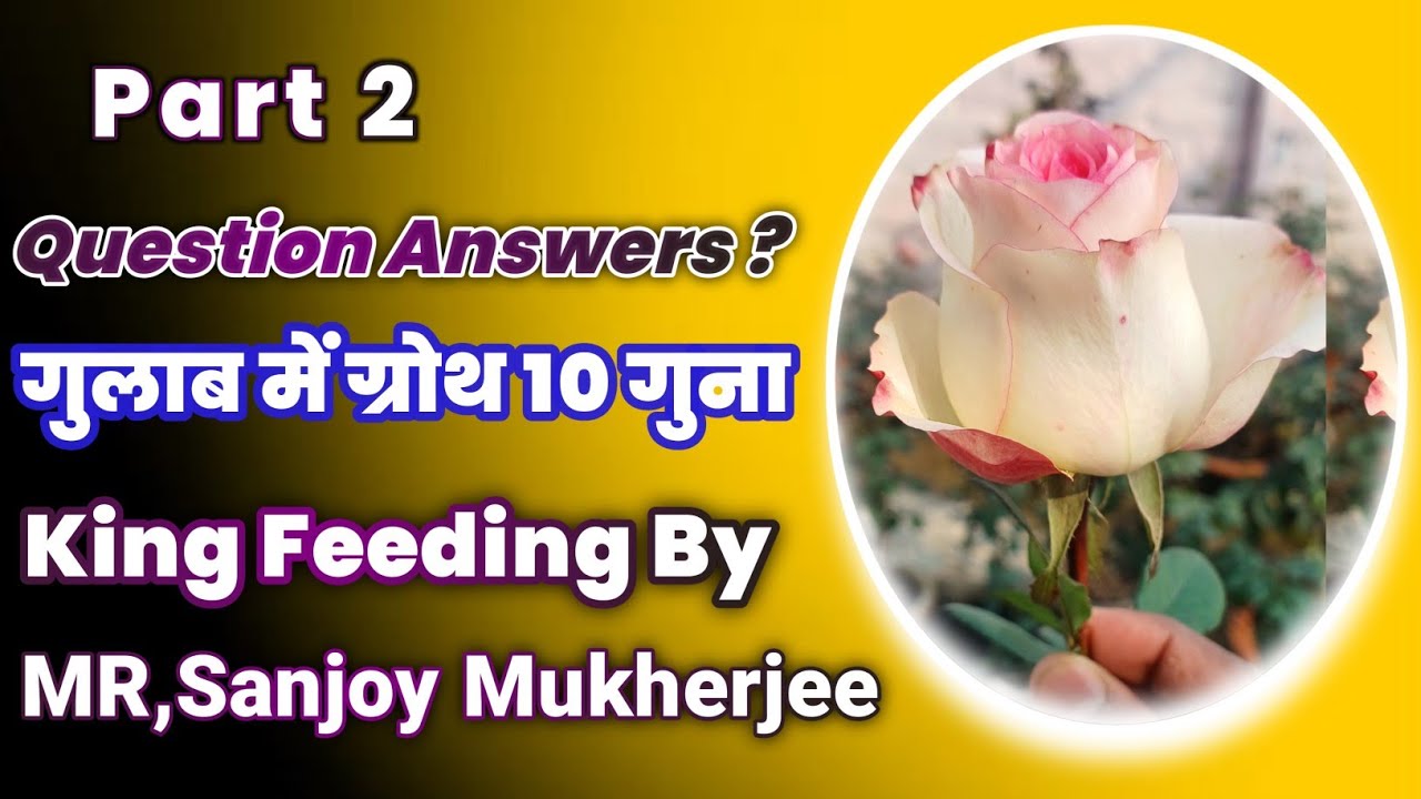 गुलाब में ग्रोथ 10 गुना Rose feeding by King Sanjoy Mukherjee Part-2 Question answers