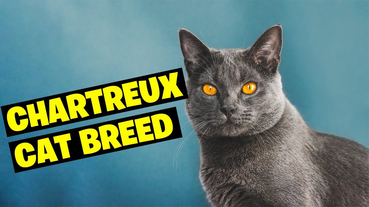 Chartreux Cat Breed 101-Discover the French Treasure