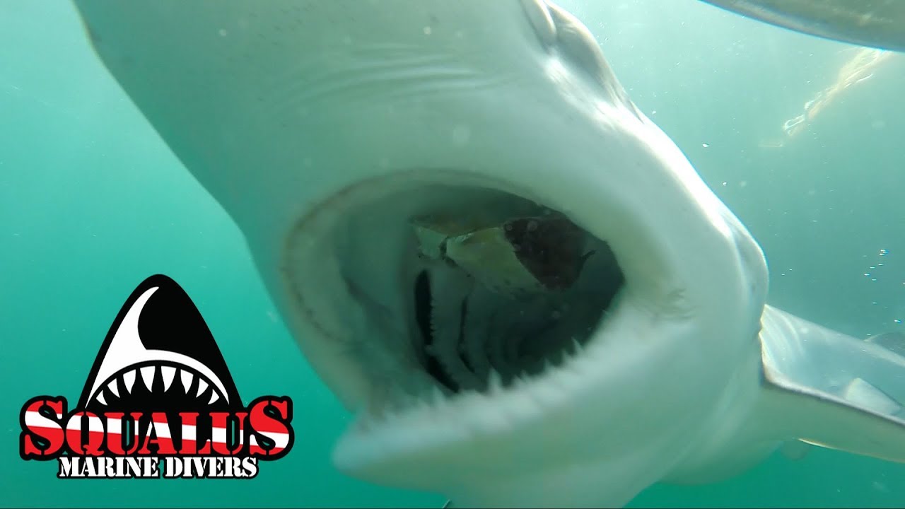 RHODE ISLAND SHARK CAGE DIVING PART II - SQUALUS MARINE DIVERS
