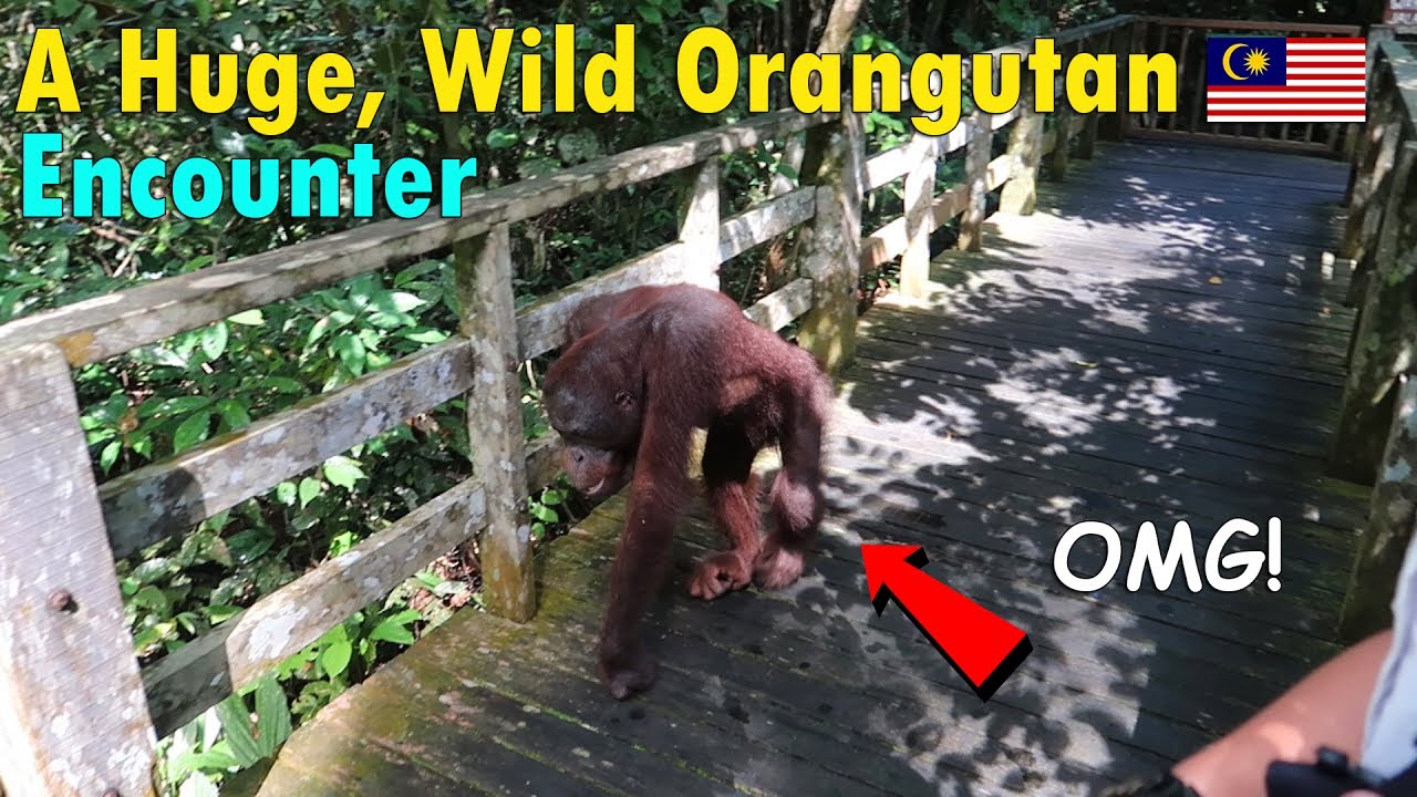 OMG! Huge, Wild Orangutan Encounter in Borneo! | June 25th, 2017 | Vlog #150