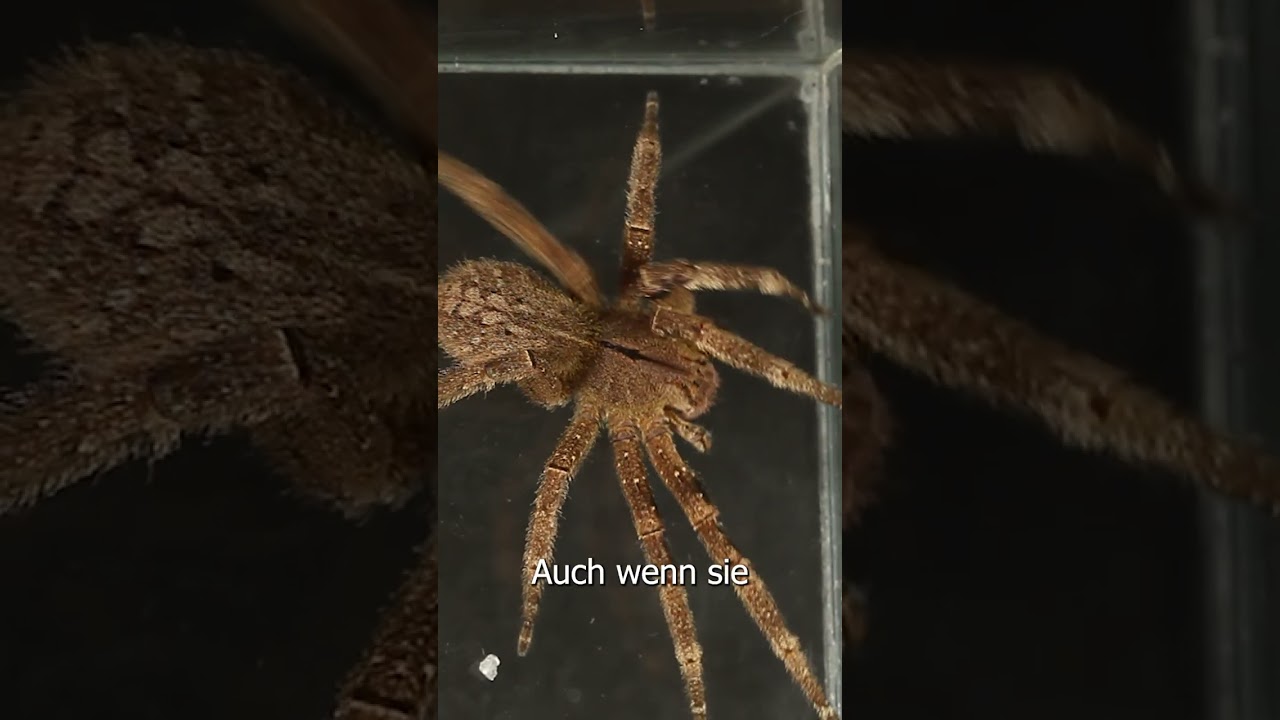 Extrem giftige Spinne erschreckt mich zu Tode