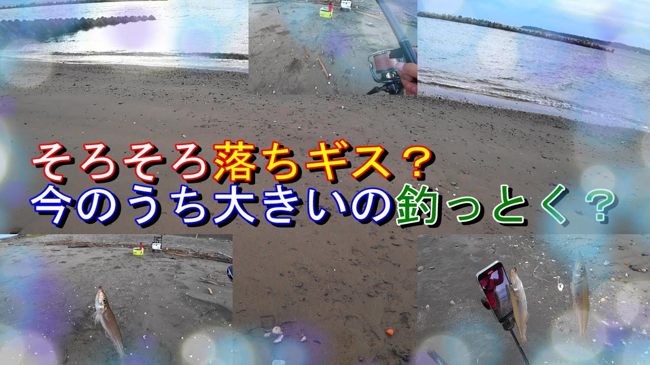 サーフからの投げ釣りそろそろ終盤かなと思い大型のシロギス狙って神奈川と千葉の2か所で投げてきたらソコソコ釣れたかな？