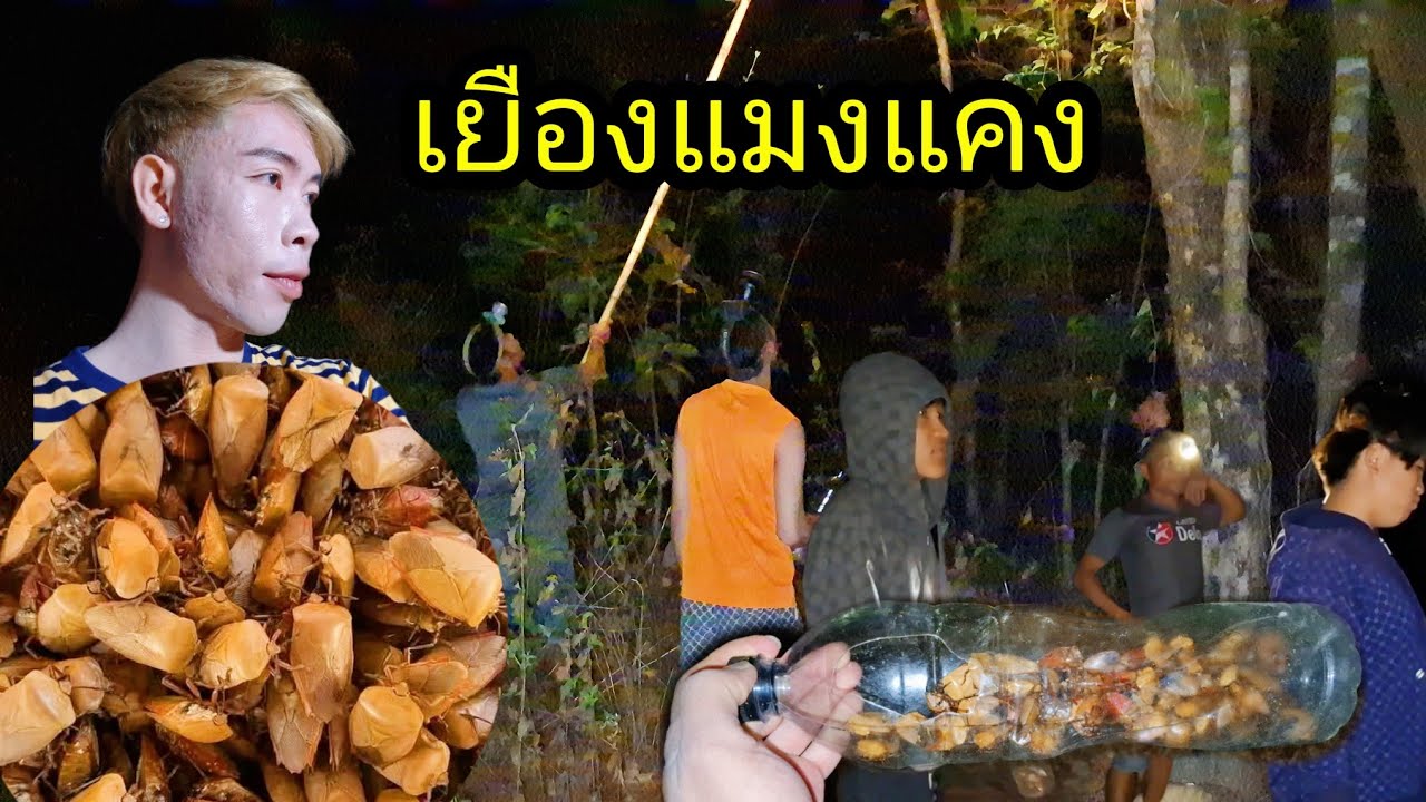 Ep: 1329 เลาะเยืองเอาแมงแคน ได้หลายคักพี่น้อง สะออนเดบ้านเมือง