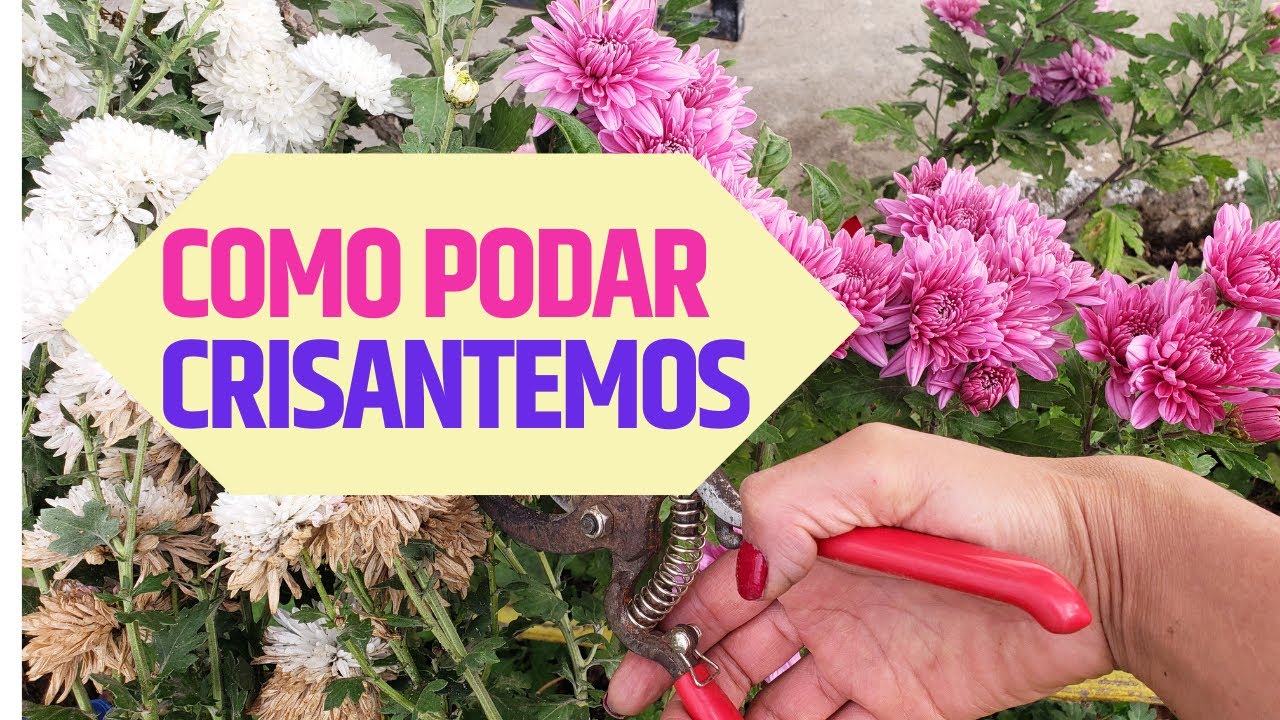 Como podar Crisantemos en casa 🏡