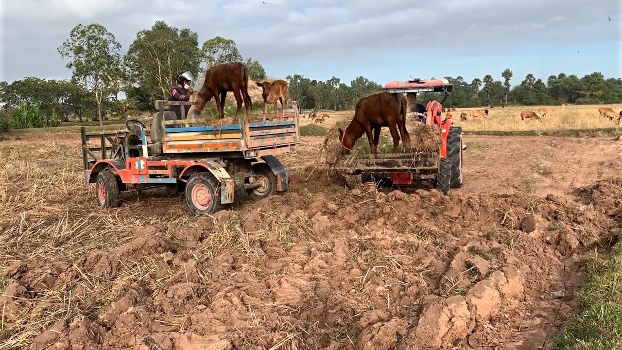 Tractors shovel soil for bulldozers. M5018