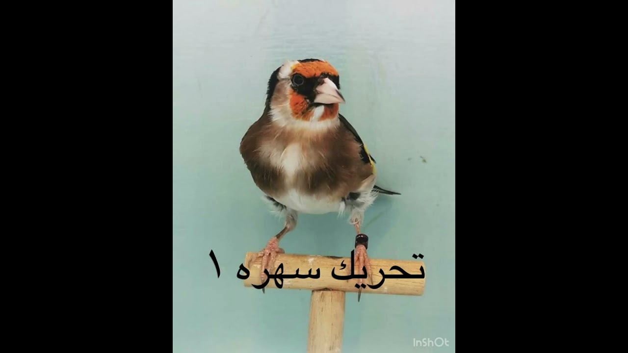 تحریک سهره (۱)