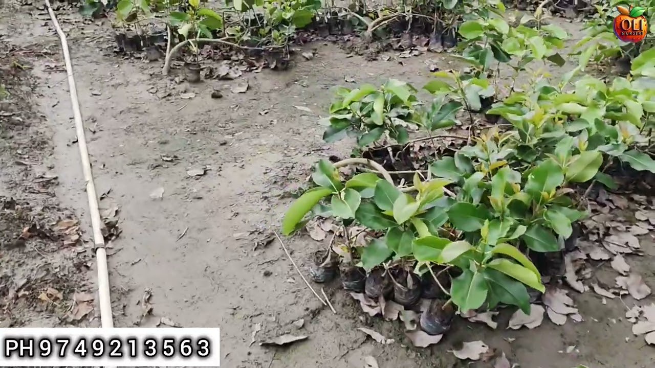 Thai king jamun  available farming in Thai king jamun wholesaler all India delivery 9749213563