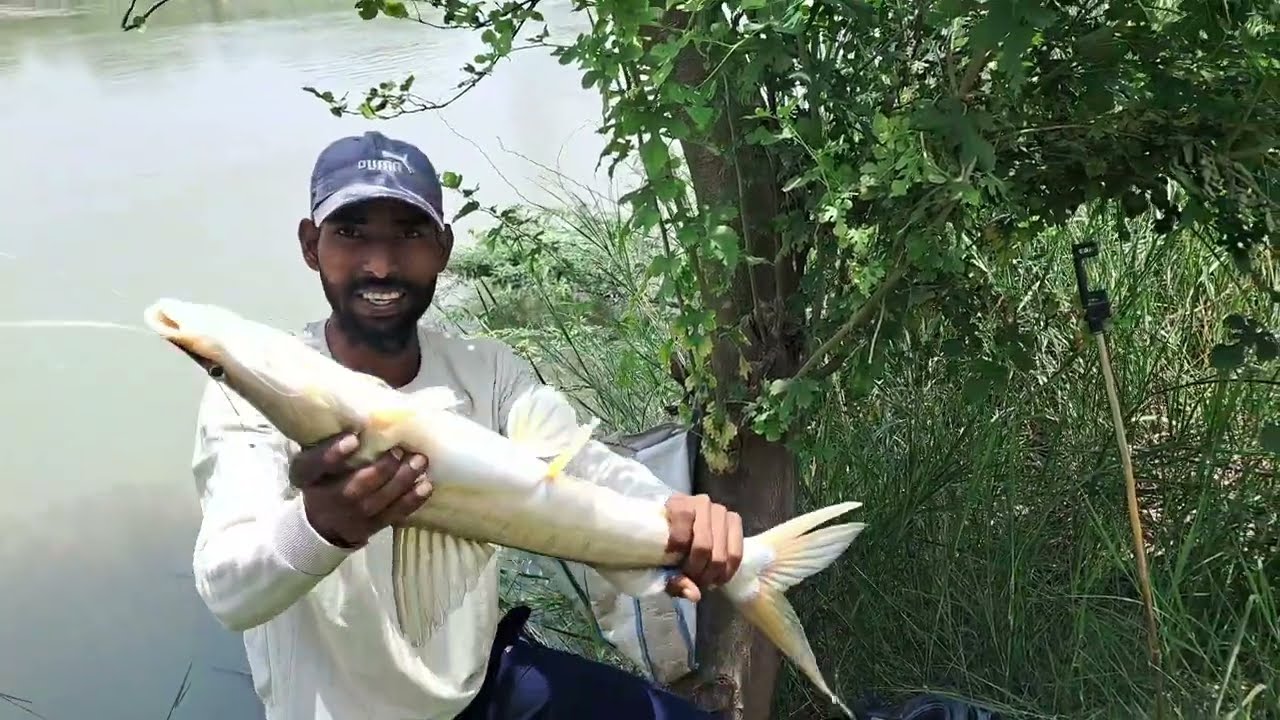MONSTER SINGHADA CATFISH पकड़ा! रिकॉर्ड तोड़ने वाली मछली का रोमांच!
