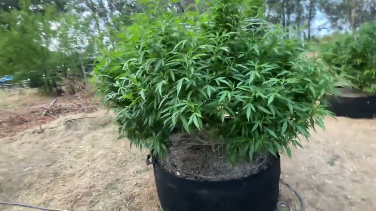 2022 outdoor weed grow (2 girls have buds forming!)
