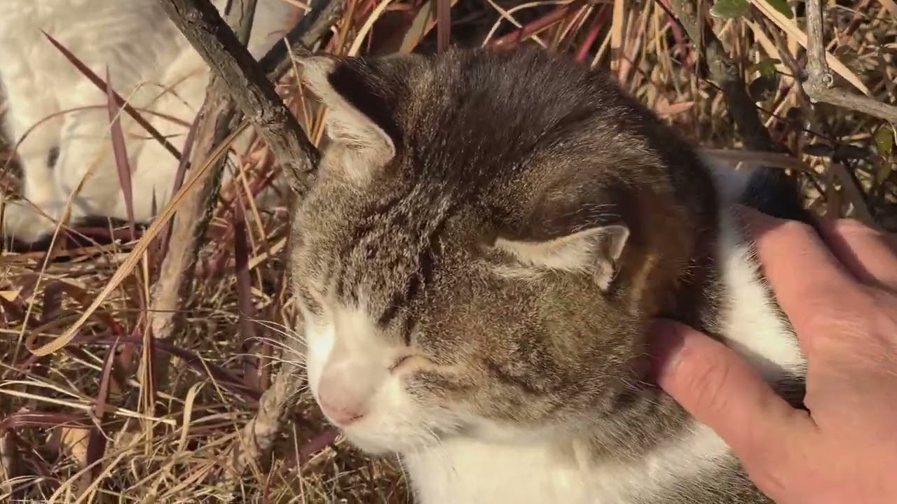 野良ねこを撫でる　気温3℃極寒　Petting a stray cat.　2026/1/27
