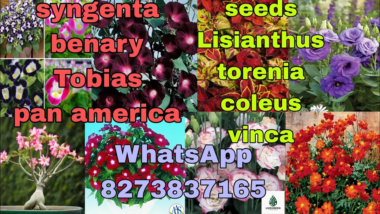 imported flower seeds, tuber,bulbs,beej, lisianthus, torenia, coleus,vinca, zinnia, sunflower