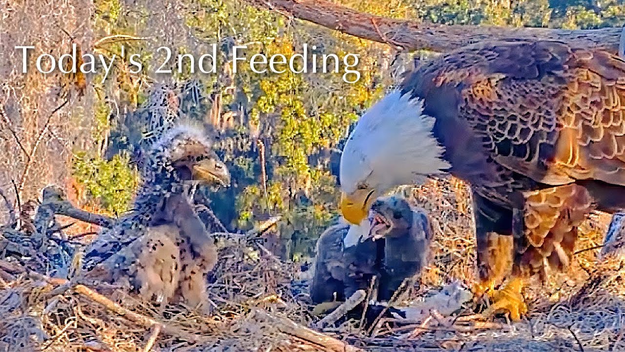 #204🦅🐥31°🐥26°／Winter Park Eagle Nest 2026／Against All Odds:One-Eyed Mom／by Winter Park Eagle Cam