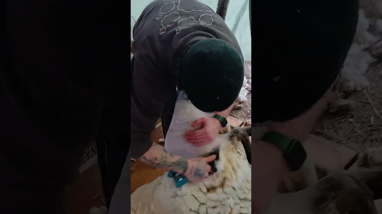 Die Schafe werden geschorren #sheep #schafe #wolle