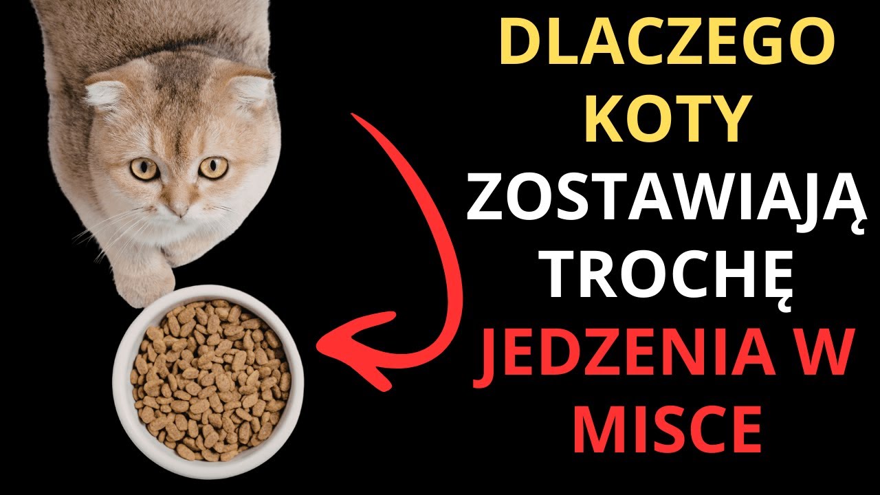 Zaskakujące sekrety kotów, których nie zauważysz na co dzień