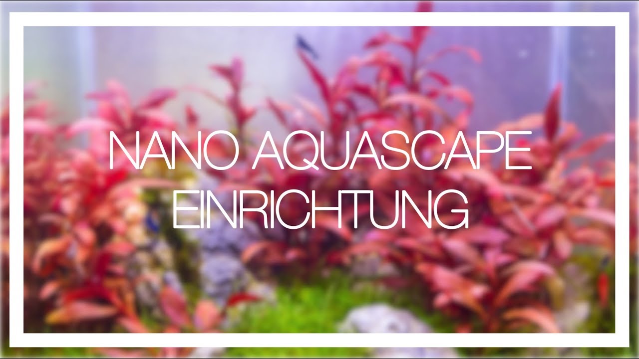 Aquarium Aquascape Nano Cube einrichten