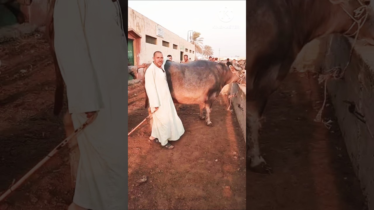 #اسعار دبابات الجاموس اللحم مع تجار المنوفيه في سوق دمنهور