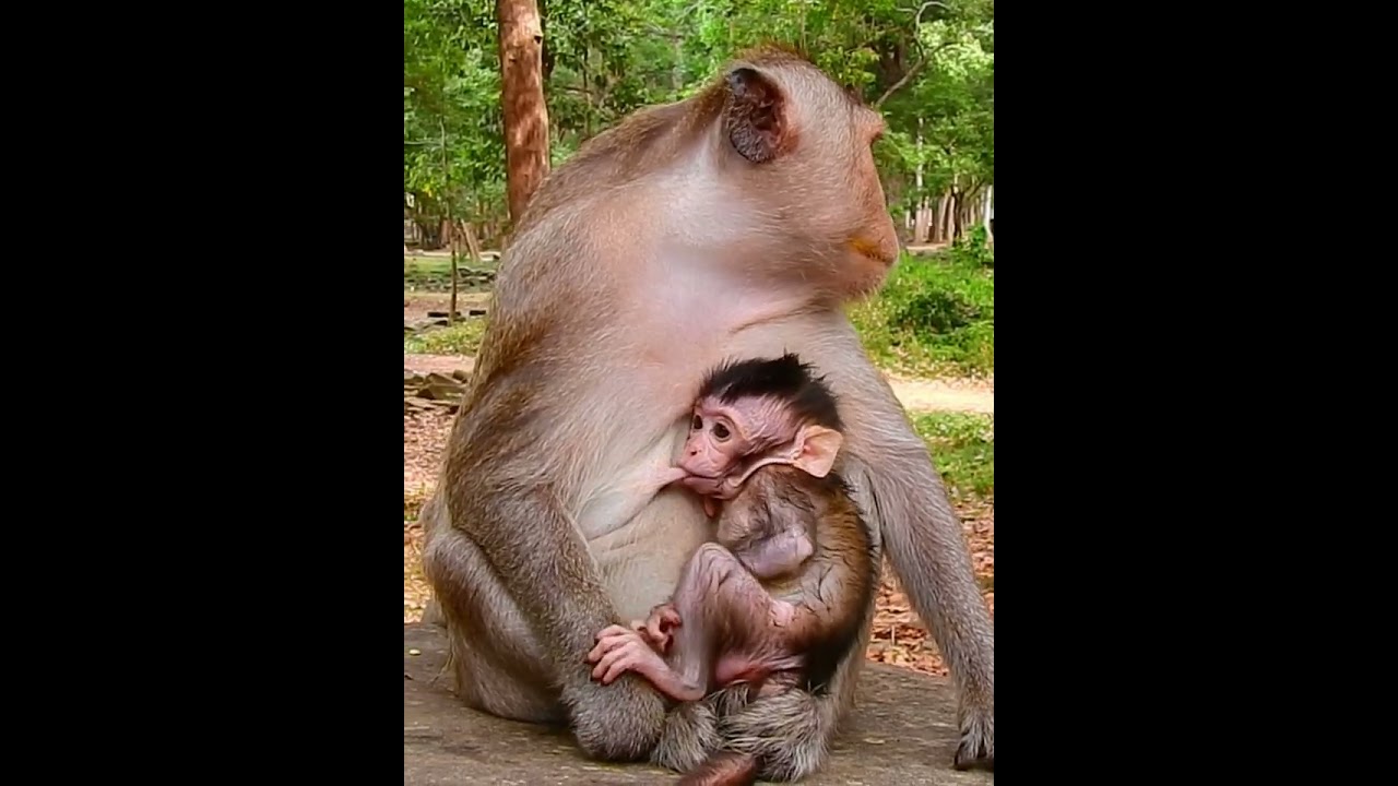 Beautiful Mom & baby Beautiful Animals Relaxing & Stress Relief