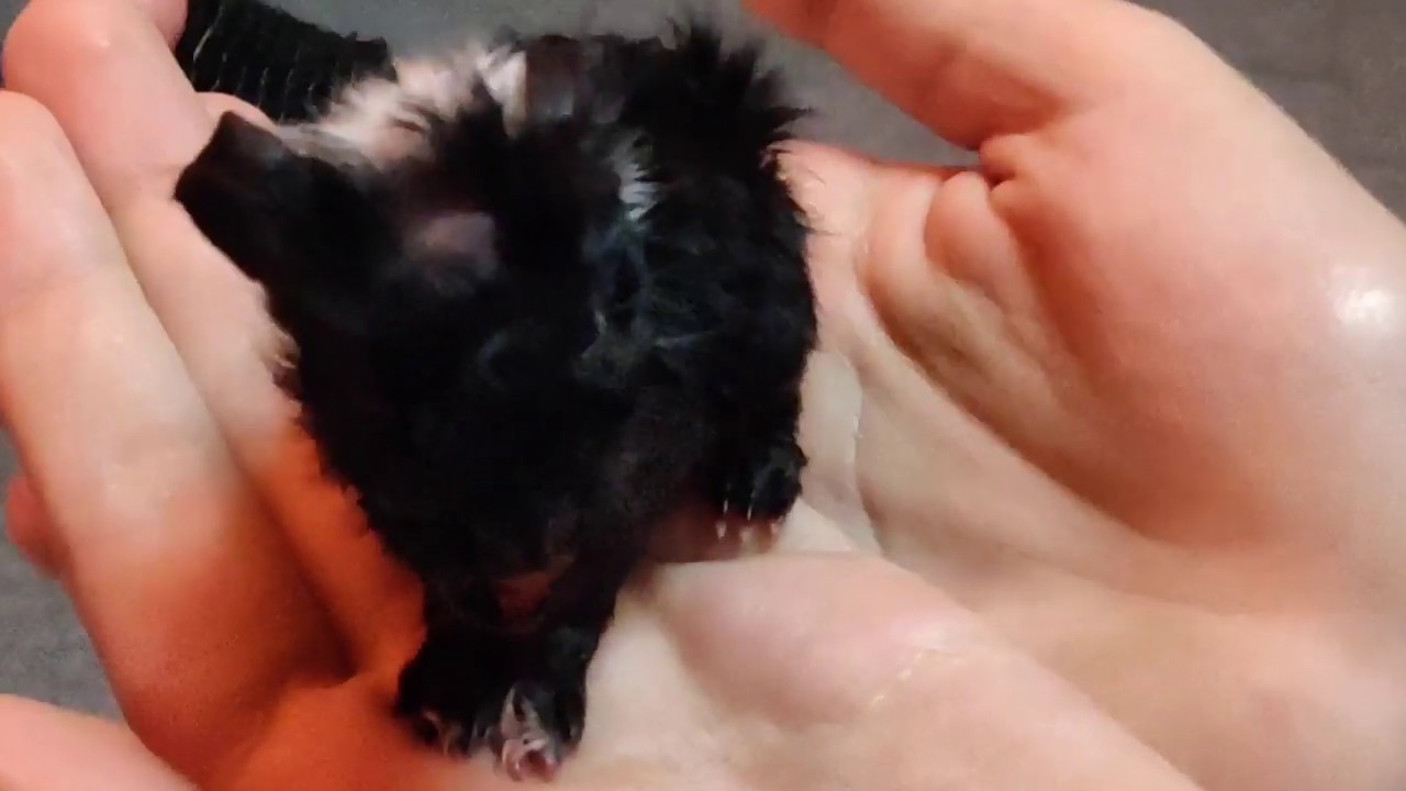 Meerschweinchenbabys nach Geburt