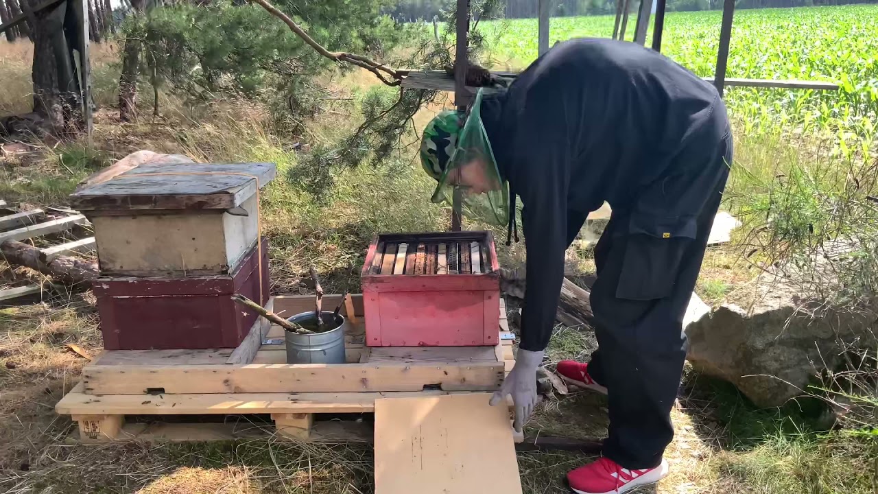 Jungimker bei der Durchsicht bei seinen ￼ Bienen V&ouml;lkern