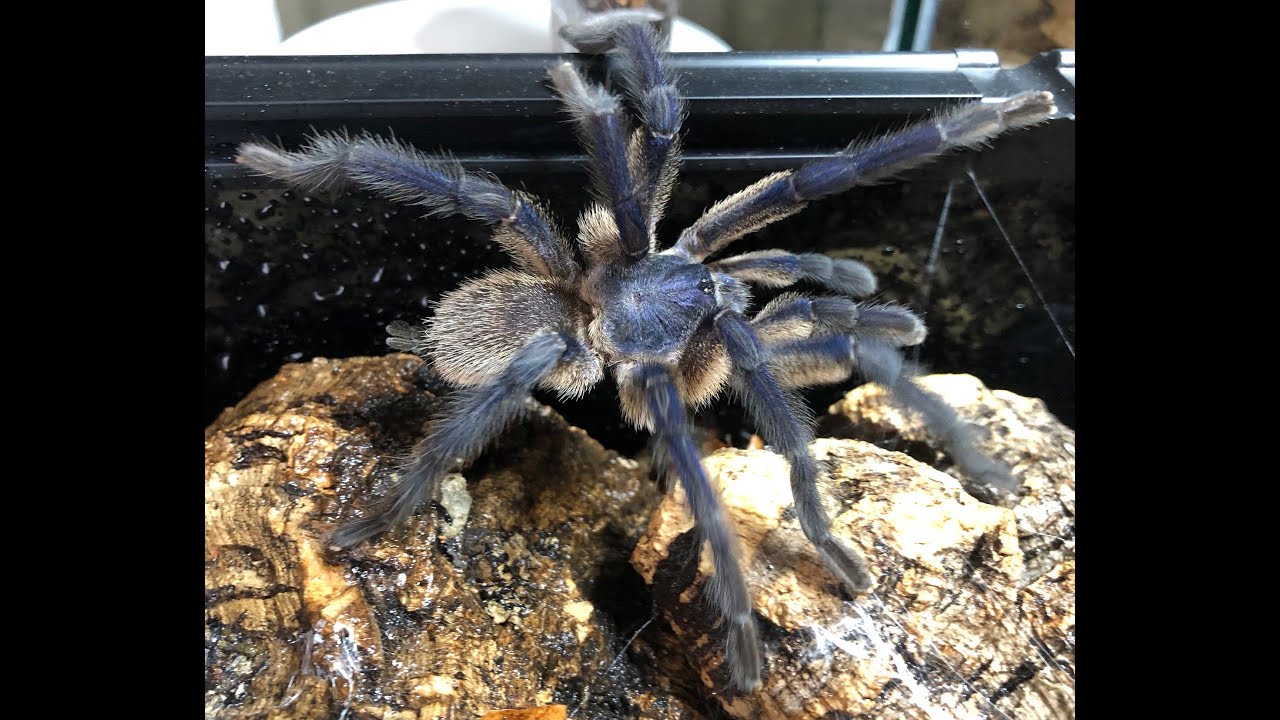 Balfouri Breeding - A Successful Pairing check out her trance !!!!!!!!!