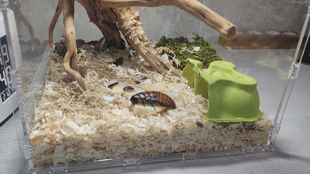 Кормление упитаных Мадагаскарских тараканов. #terrarium 