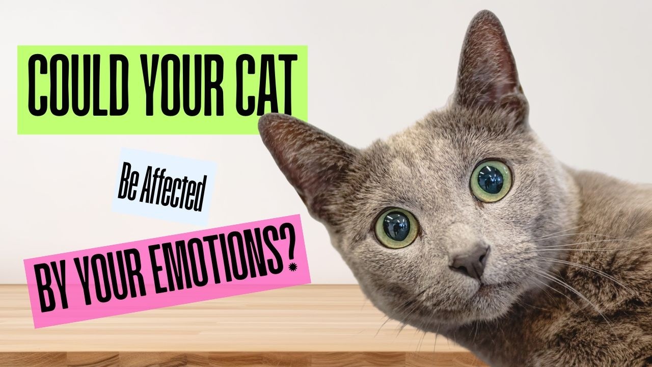 Your Cat Feels Your Emotions &mdash; Here Are the Behavioural Signs | Viral