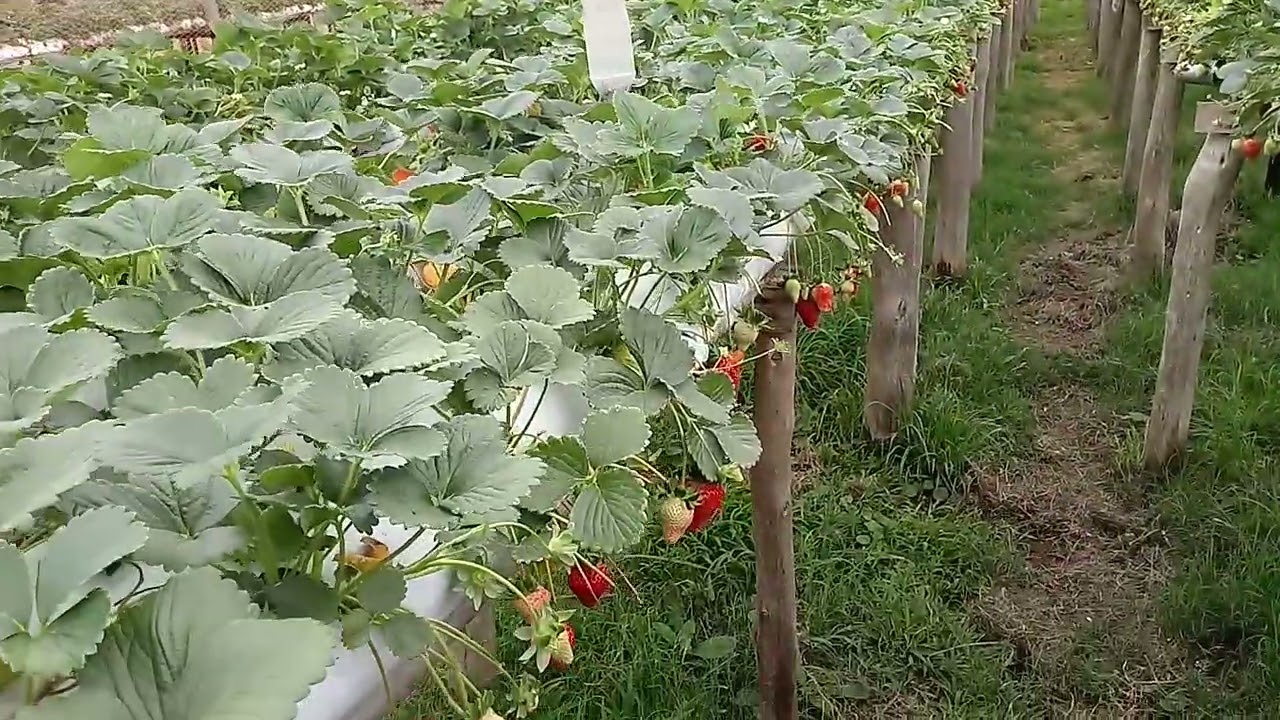 Plantas de morango de primeiro ou segundo ano, quais são melhores?