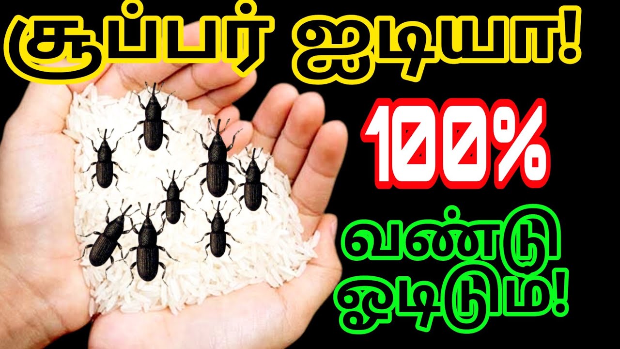 அரிசி டப்பாவில் இதை வைங்க – வண்டு வரவே வராது! | 😱 Rice Storage Hack Tamil 