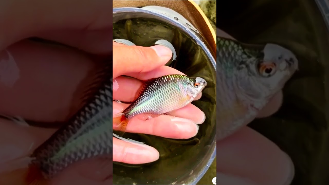 Field Research Alone: Documenting 8+ Unrecorded Stream Fish Behaviors in Wilderness Areas/Full Data