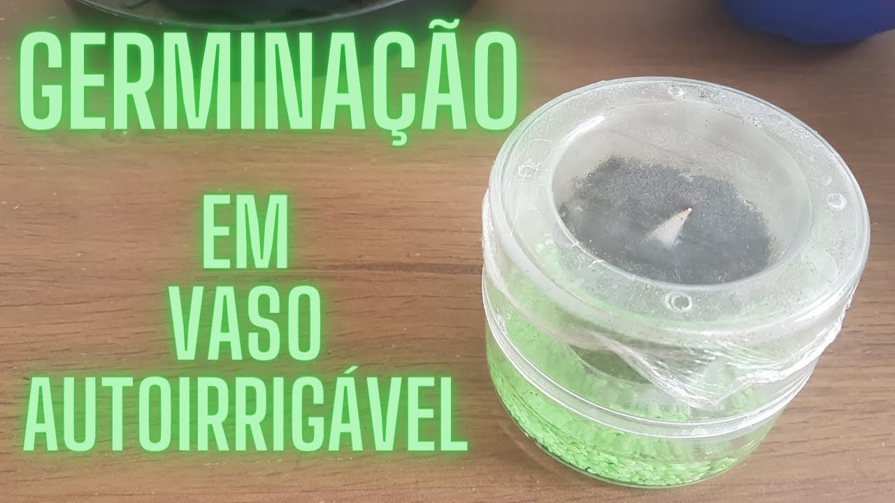 Germina&ccedil;&atilde;o de semente de cacto (Notocactus ottonis) em vaso autoirrig&aacute;vel.