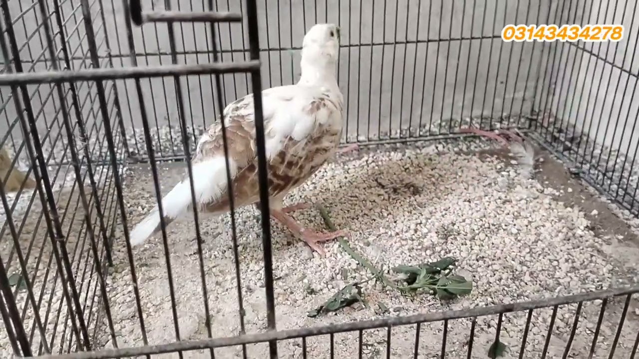 irani teetar ready to breed || irani teetar breeding season || Teetar breeding results || Teetar 