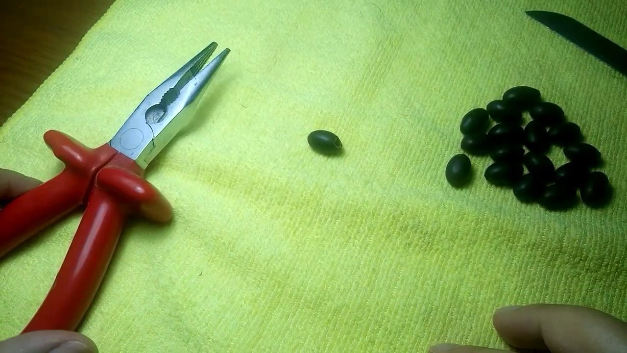 Lotus tohumu ekim öncesi tohumu hazırlama ve delme, how to prepare lotus seeds