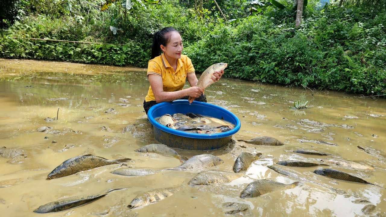 Harvesting a giant fish pond goes to the market sell - Grilled fish | Ly Thi Tam