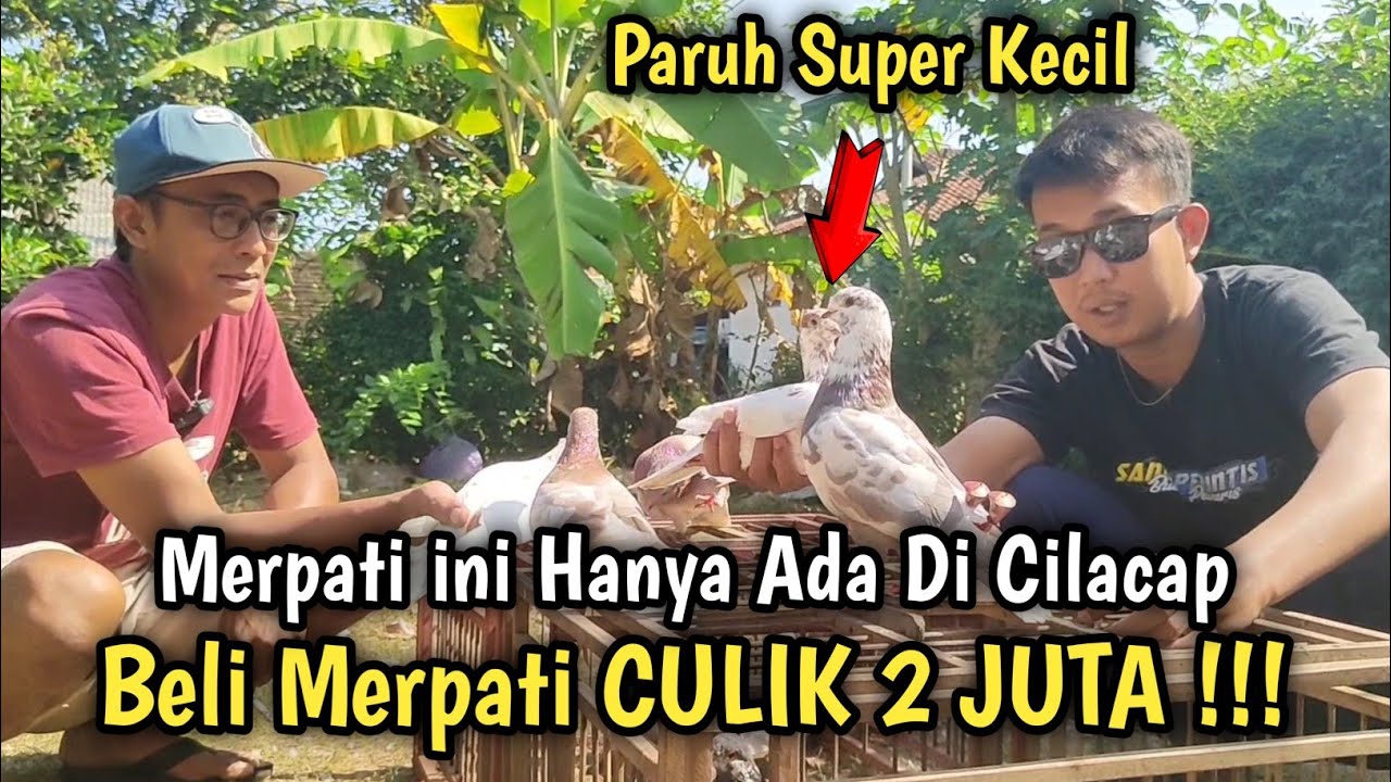 Beli Merpati Culik 2 JUTA Langsung Tes Di Tempat‼️