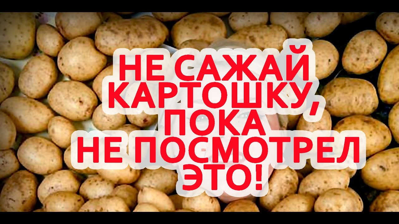 Быстро и просто: просто положи картошку на землю. Потом она вырастет сама!