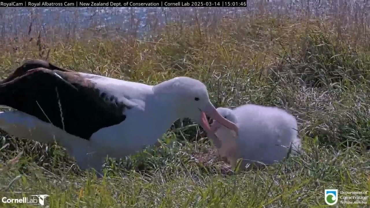 Альбатрос. Папа RLK прилетел - The albatross. Daddy RLK has arrived