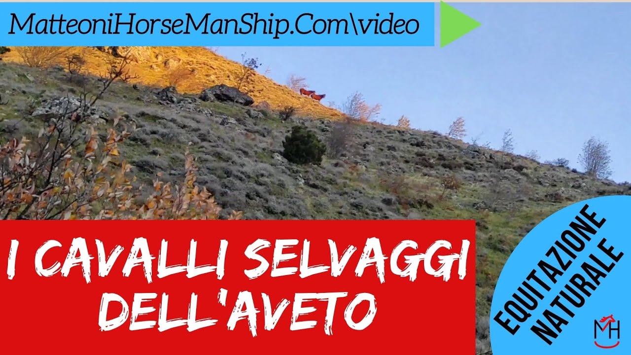 I cavalli selvaggi dell Aveto  - un paradiso dietro casa