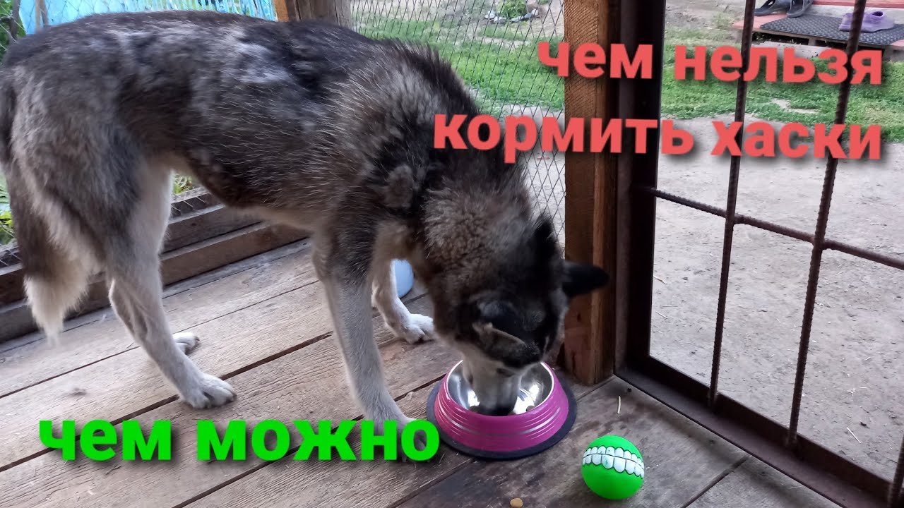 чем можно кормить хаски,чем нельзя