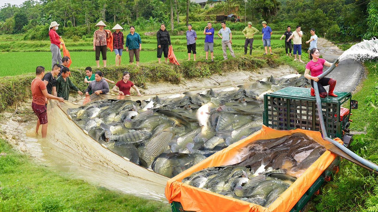 Full Video _120 Days Use Truck To Harvest Big Fish, Lychee Fruit and Other Items Go To Sell Villager