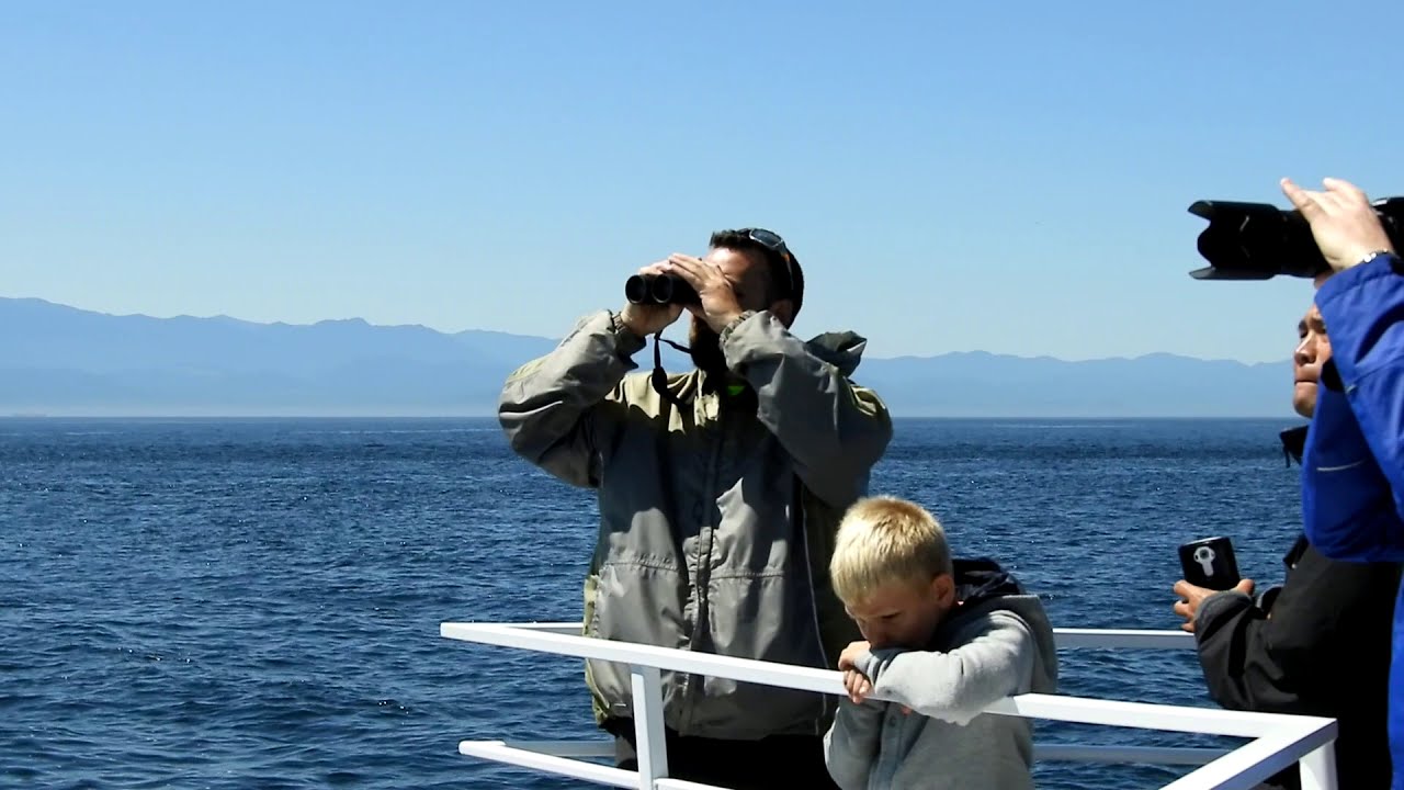 Whale Watching Tour from Victoria BC British Columbia Vancouver Island