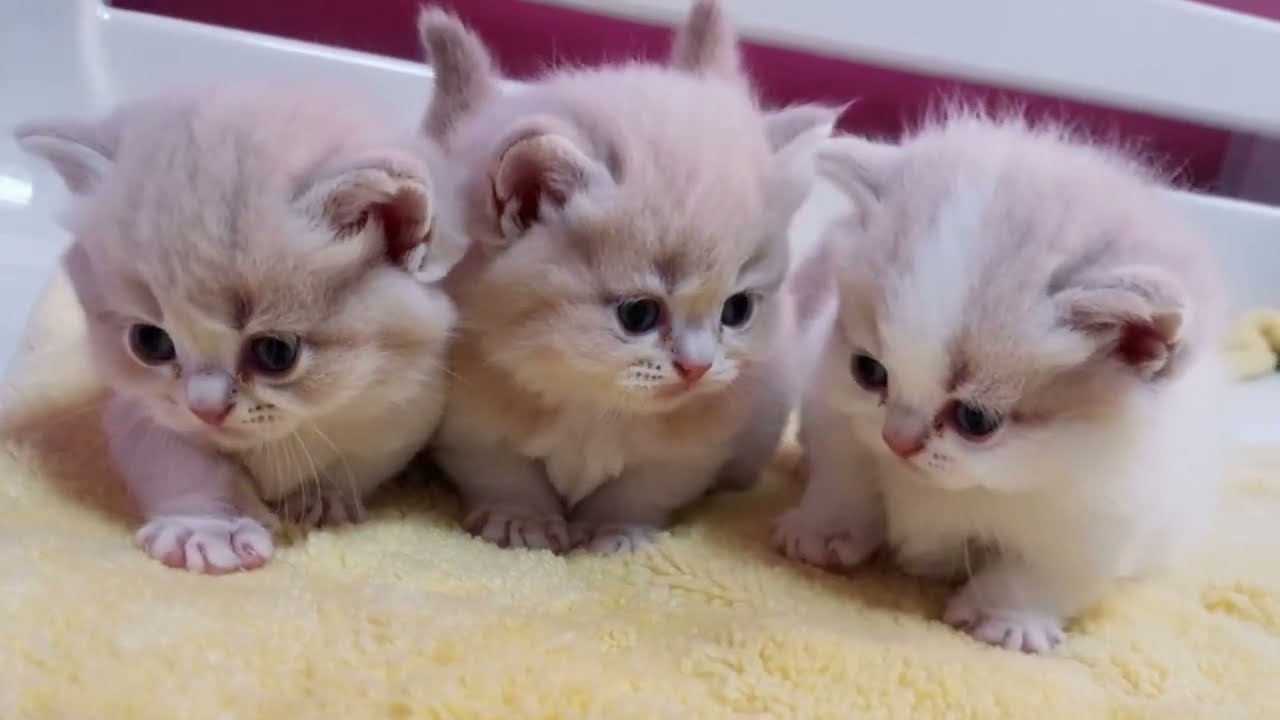 Soft Little Kittens Moments to Relax Your Mind #catvideos #cat #catkittenanimal