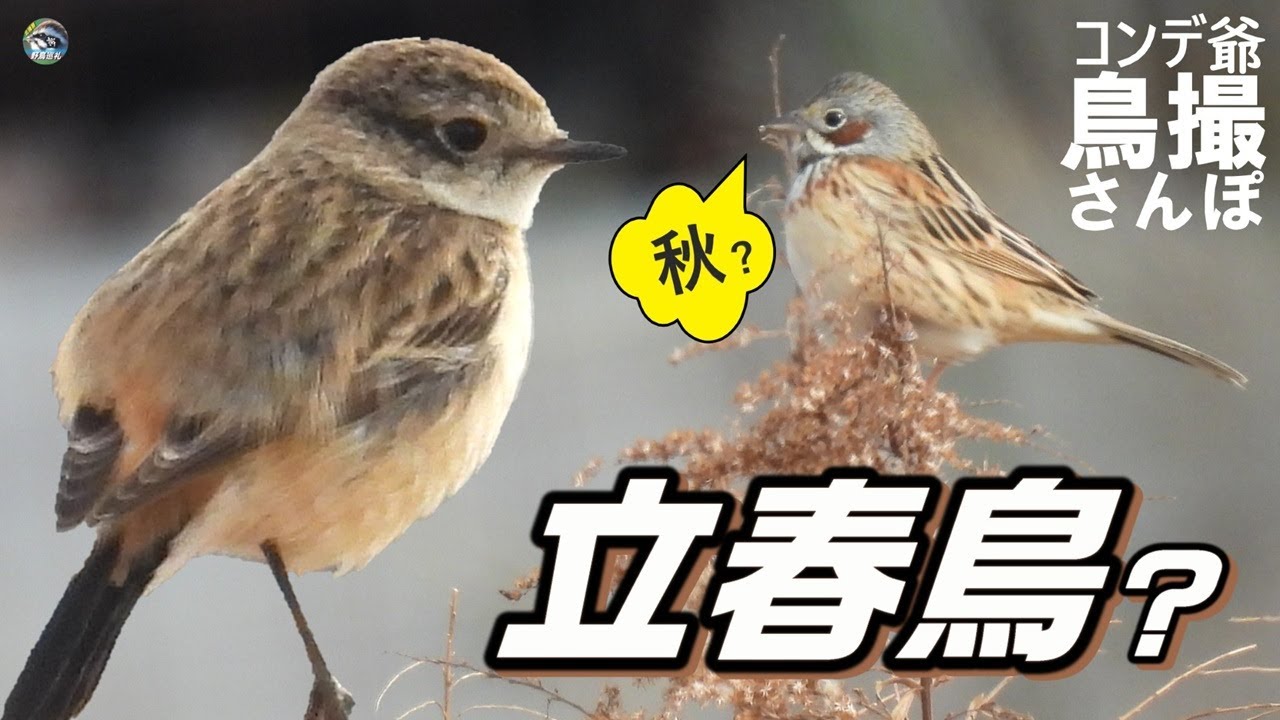 ホオアカとの再会を願ったら思わぬ鳥に季節感を崩壊させられた　北播磨はええもんだらけ
