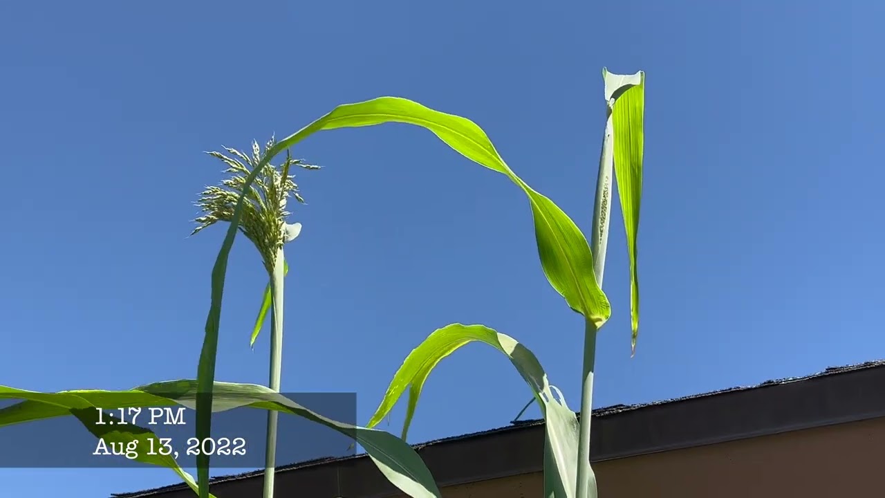 HOW TO GROW SUGAR CANE!!! (SEED TO HARVEST)