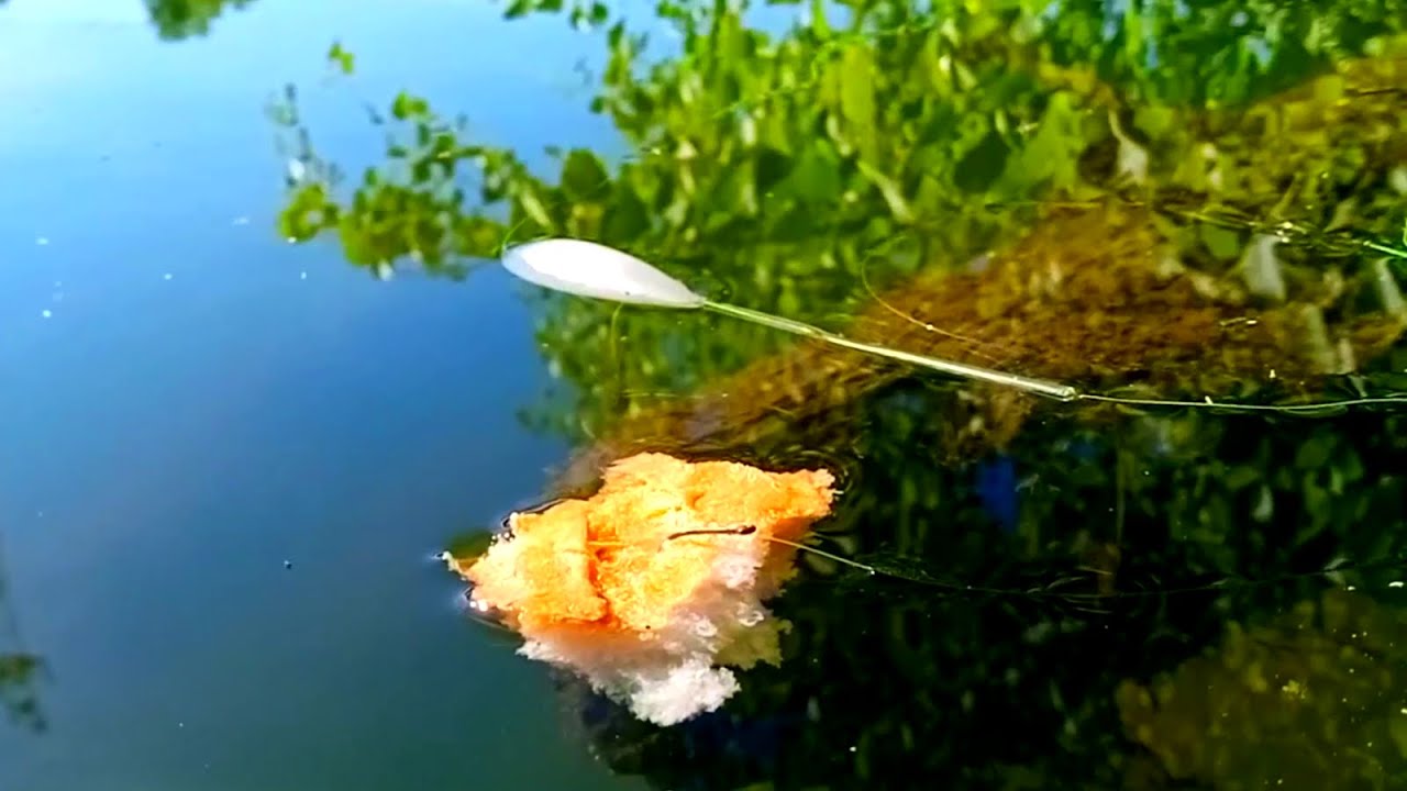 Ловля БЕЛОГО АМУРА на корку хлеба