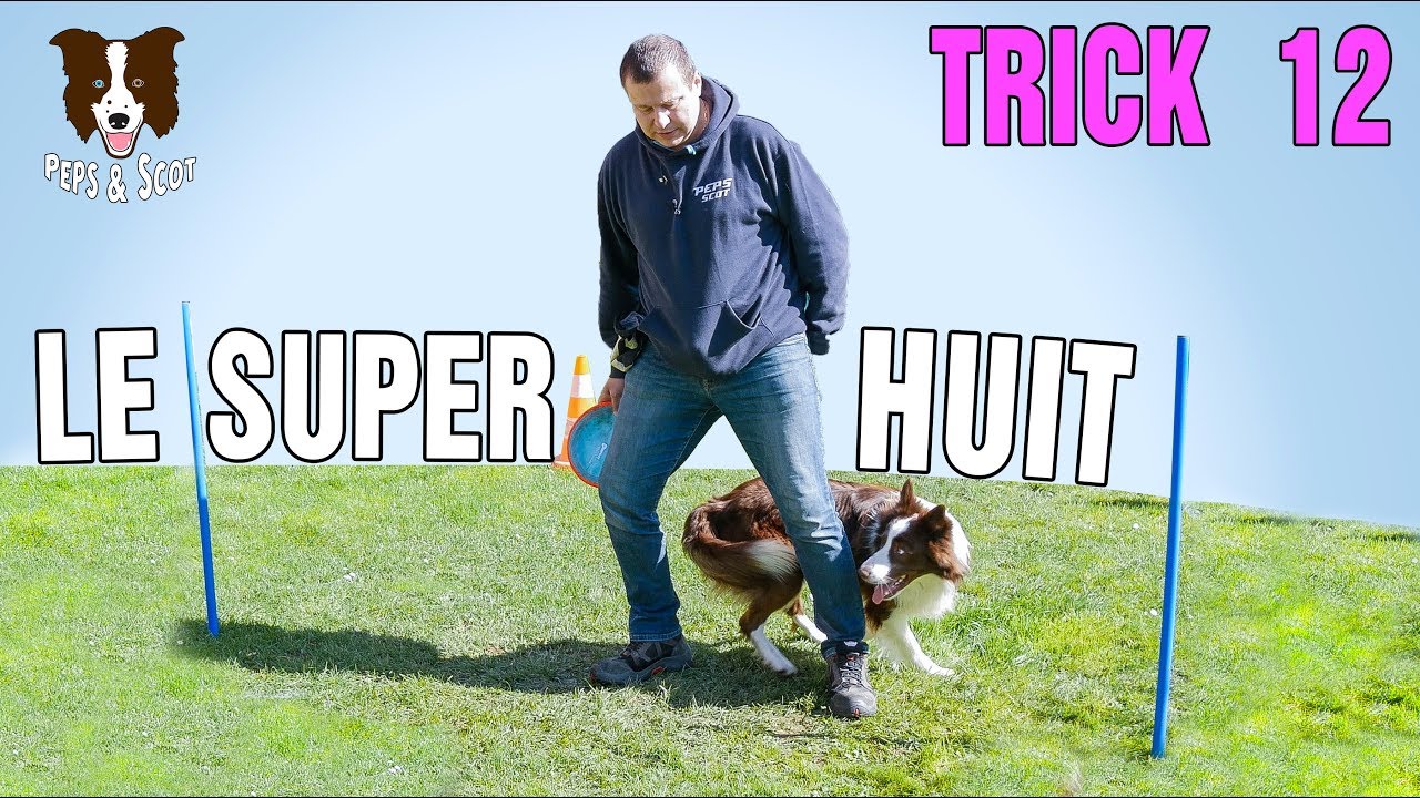 APPRENDRE le SLALOM entre  les JAMBES à son chien