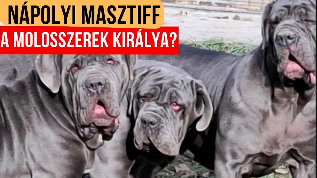 NÁPOLYI MASZTIFF - a molosszerek királya?