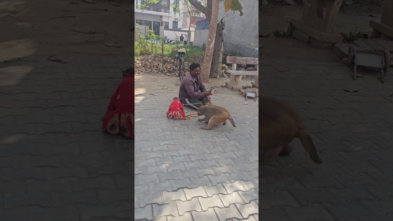 Bandar bandariya ka khel 